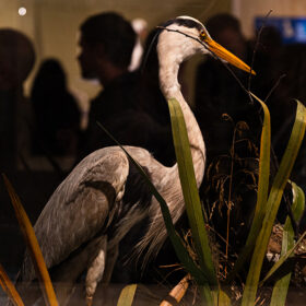 A heron in the Wild exhibition at Manchester Museum.