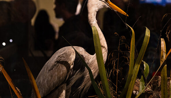 A heron in the Wild exhibition at Manchester Museum.