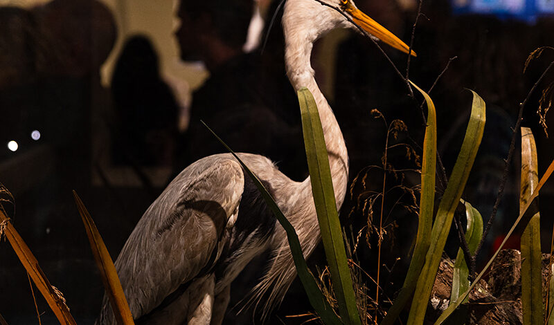 A heron in the Wild exhibition at Manchester Museum.