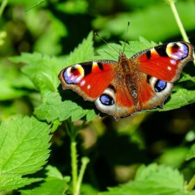 On a background of a green plant, a deep red butterfly, with what look like eyes on the tips and the base of the wings