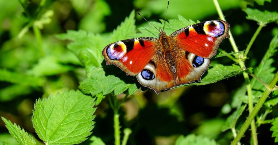 On a background of a green plant, a deep red butterfly, with what look like eyes on the tips and the base of the wings