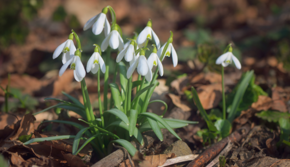 A cluster of snowdrops coming through the woodland floor