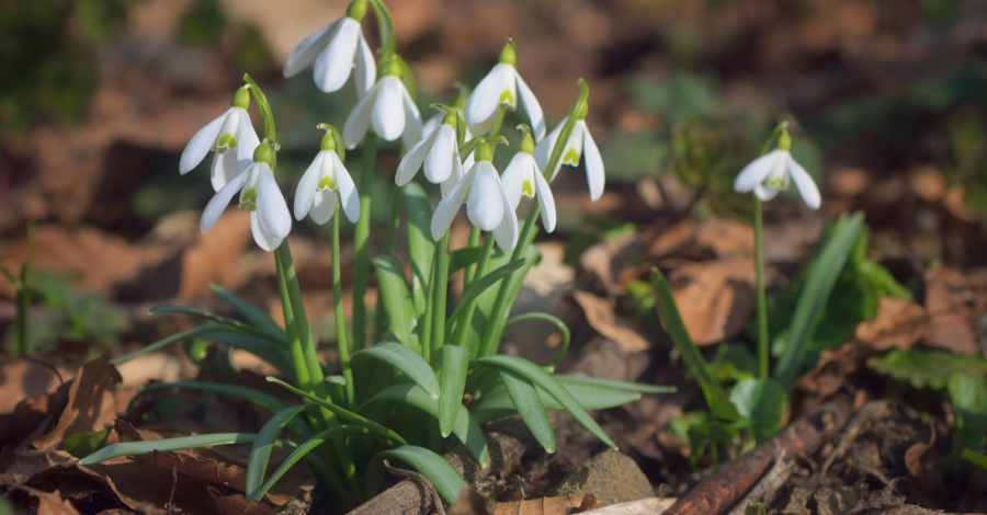 A cluster of snowdrops coming through the woodland floor