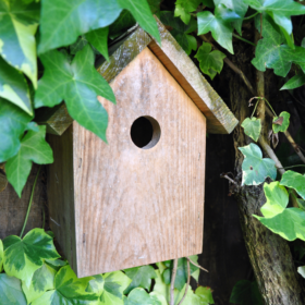 A wooden bird box surrounded by ivy leaves