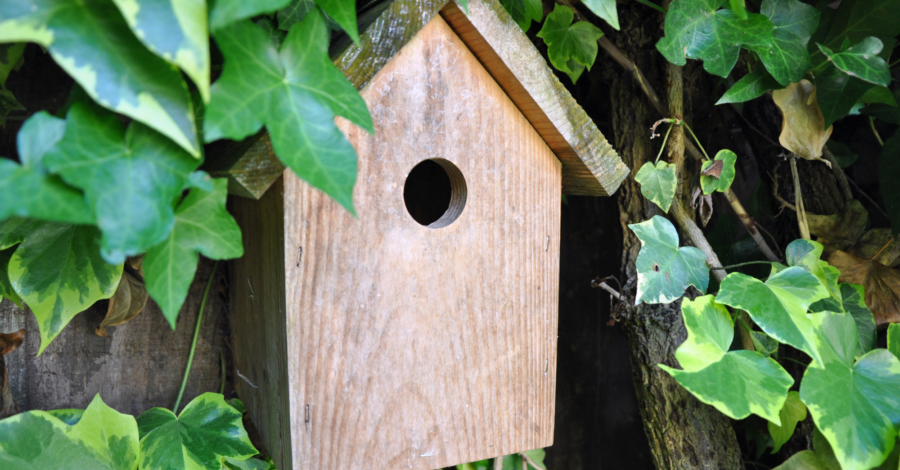 A wooden bird box surrounded by ivy leaves