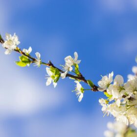 Beautiful white cherry blossom blooms against a bright blue sky.