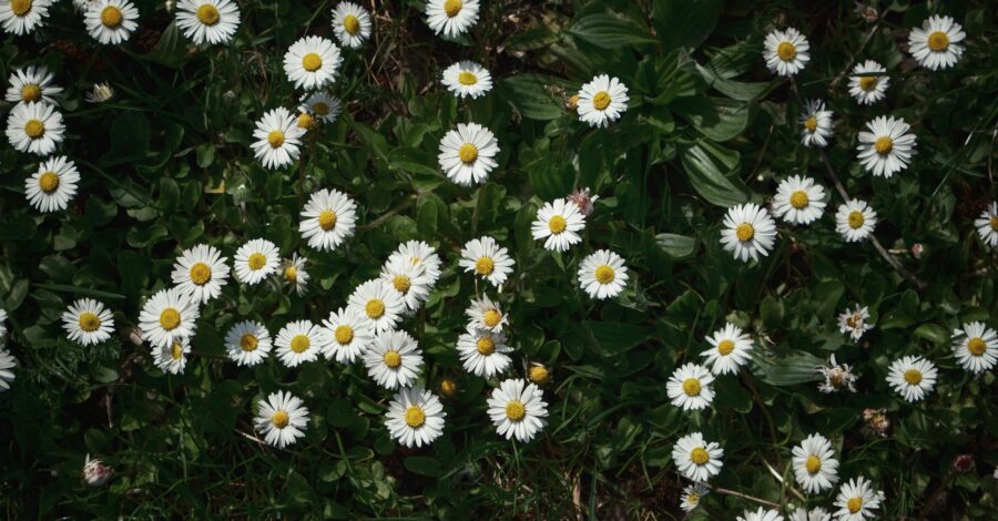 Lots of yellow and white daisies growing in the grass