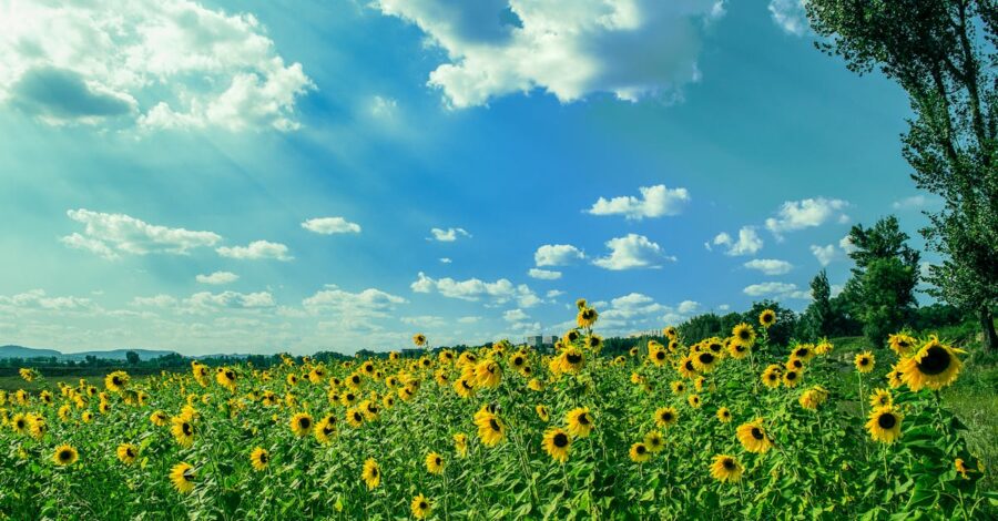 a field of yellow sunflowers under a blue with white clouds