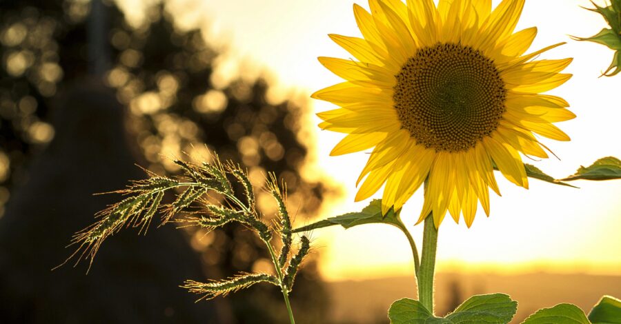 Large yellow sunflower in the evening light
