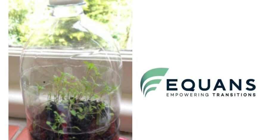 Recycled drinks bottle with plants growing inside.