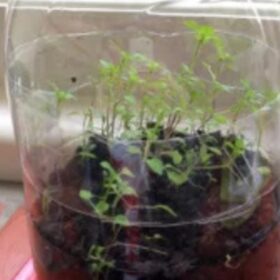 Recycled drinks bottle with plants growing inside.