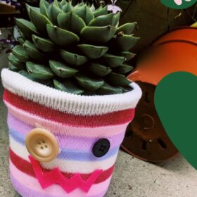 Plant in pot decorated with colourful sock