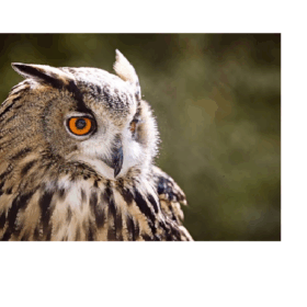 A close-up of an owl's face