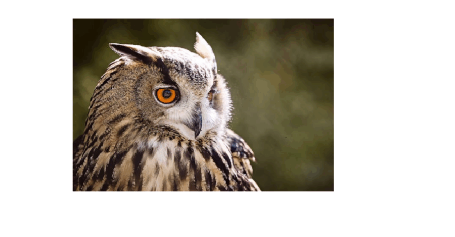 A close-up of an owl's face
