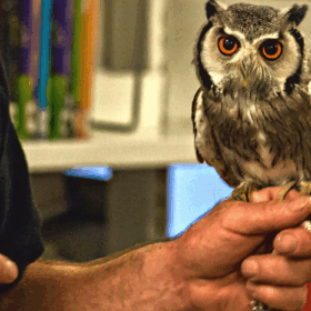 Small owl on a person's hand