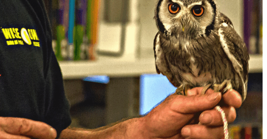 Small owl on a person's hand