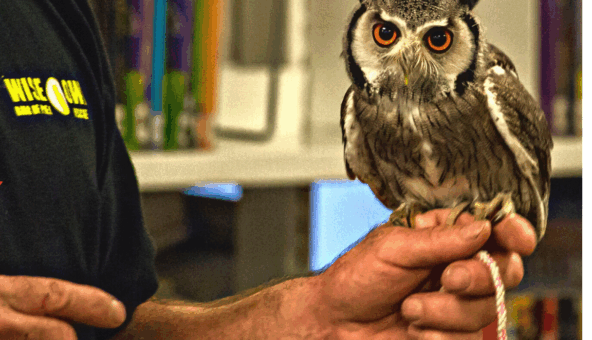 A small owl perched on a person's hand.