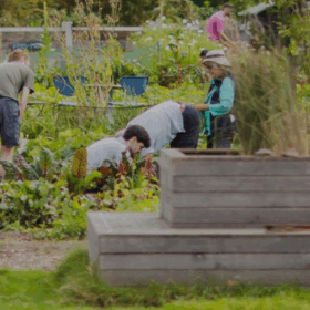 People working in a vegetable garden