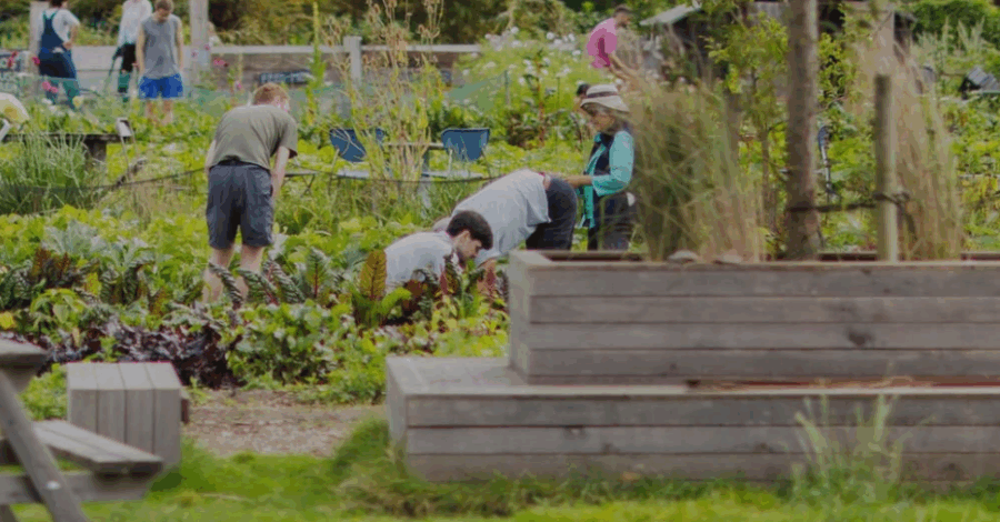 People working in a vegetable garden