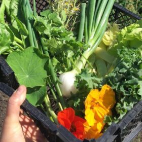 Brightly coloured newly picked vegetables