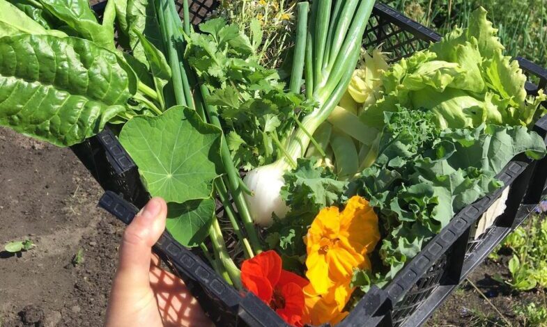 Brightly coloured newly picked vegetables