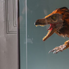 A Velociraptor model at Manchester Museum.