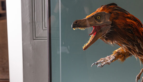 A Velociraptor model at Manchester Museum.
