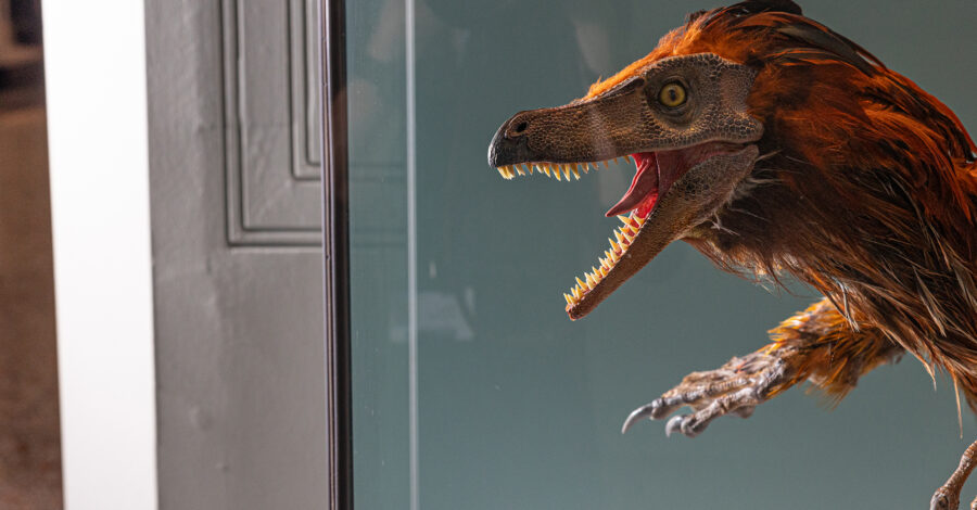 A Velociraptor model at Manchester Museum.
