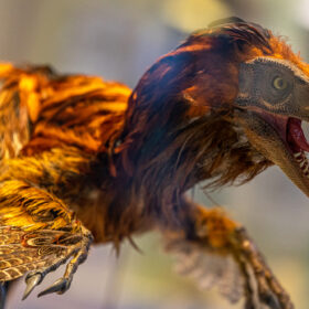 A colourful Velociraptor covered in feathers