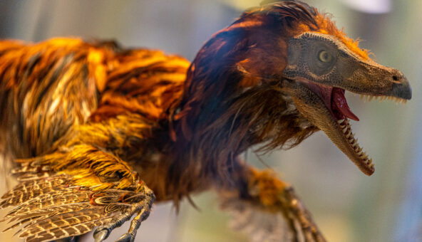 A colourful Velociraptor covered in feathers
