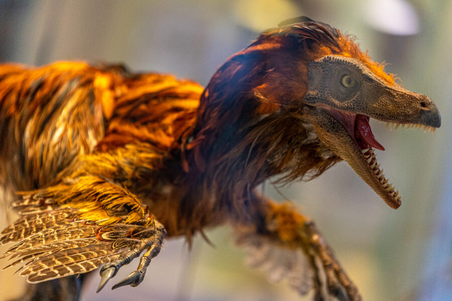 A colourful Velociraptor covered in feathers