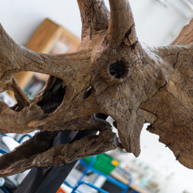 A Triceratops skull in the conservation lab at Manchester Museum.