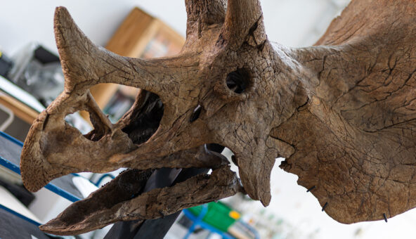 A Triceratops skull in the conservation lab at Manchester Museum.
