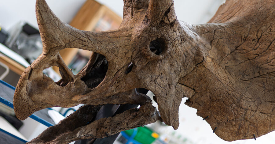 A Triceratops skull in the conservation lab at Manchester Museum.