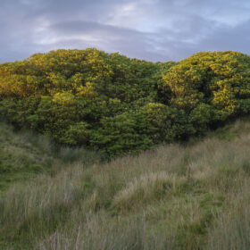 A lush green hillside covered in tall grasses and dense shrubs, with the setting sun casting a golden light on the foliage. The sky above is partly cloudy with a soft blue and gray tone. On the far right side of the image, a single white sheep is partially visible, standing on the slope.