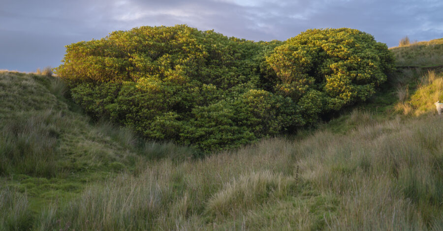 A lush green hillside covered in tall grasses and dense shrubs, with the setting sun casting a golden light on the foliage. The sky above is partly cloudy with a soft blue and gray tone. On the far right side of the image, a single white sheep is partially visible, standing on the slope.