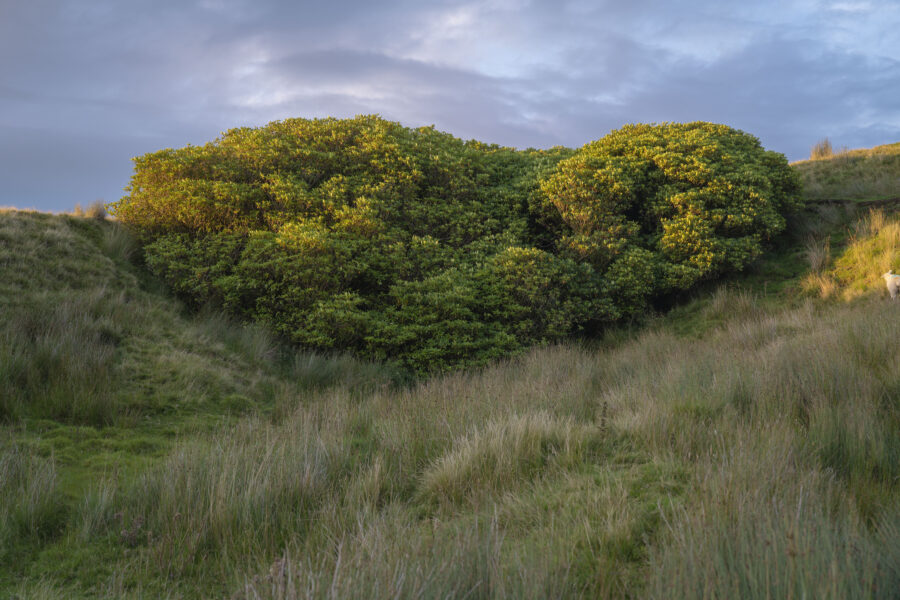 A lush green hillside covered in tall grasses and dense shrubs, with the setting sun casting a golden light on the foliage. The sky above is partly cloudy with a soft blue and gray tone. On the far right side of the image, a single white sheep is partially visible, standing on the slope.