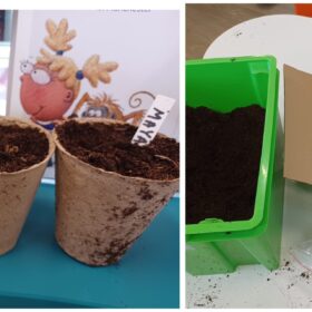 Two biodegradable pots filled with compost and name markers next to a box of compost and a box of flower bulbs.