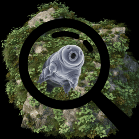 A tardigrade magnified through a microscope.