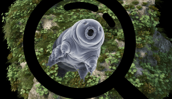 A tardigrade magnified through a microscope.