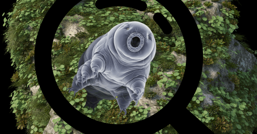 A tardigrade magnified through a microscope.