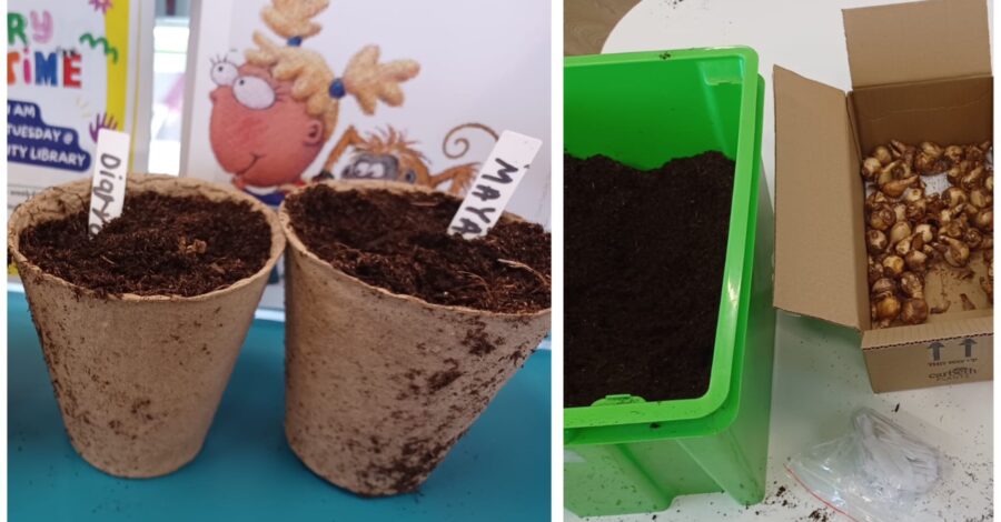 Two biodegradable pots with compost and name marker in next to a box of compost and a box of flower bulbs.
