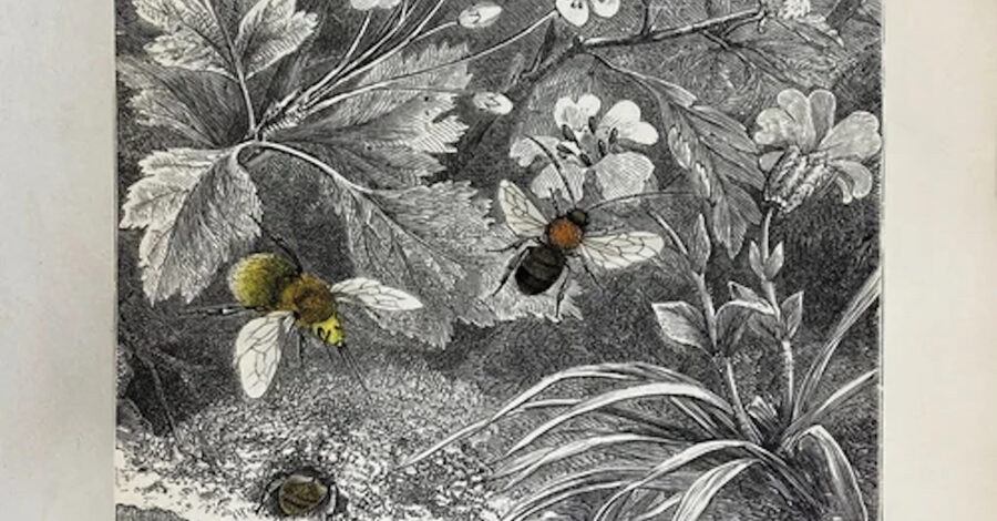 A mainly black and white illustration featuring flowers and bees.