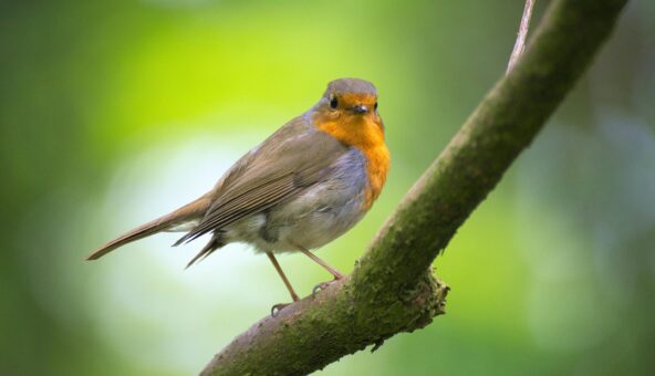 A Robin Red Breast stood on the branch of a tree.