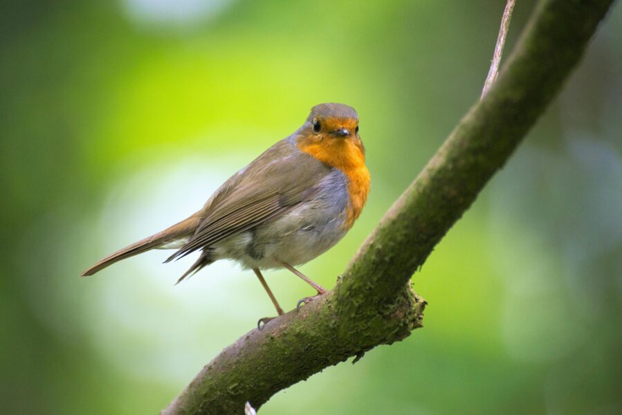 A Robin Red Breast stood on the branch of a tree.