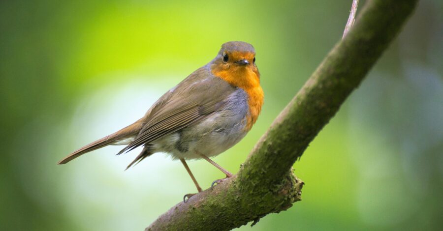 A Robin Red Breast stood on the branch of a tree.