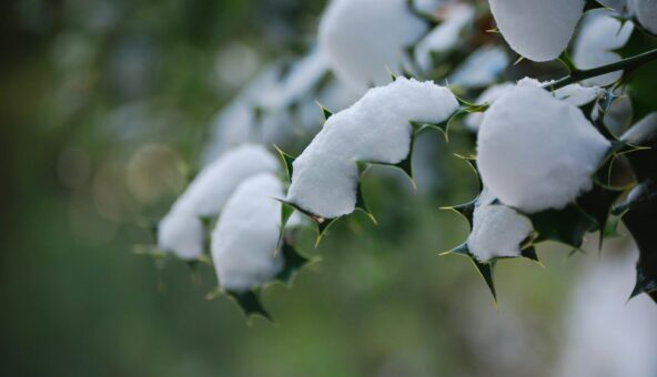 A bunch of green holly bush leaves covered in white snow.
