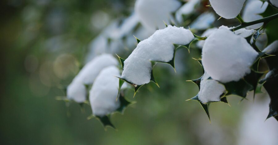 A bunch of green holly bush leaves covered in white snow.