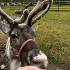 A reindeer stood outside in a grassy field being fed as a person holds their hand close to the reindeer's mouth.