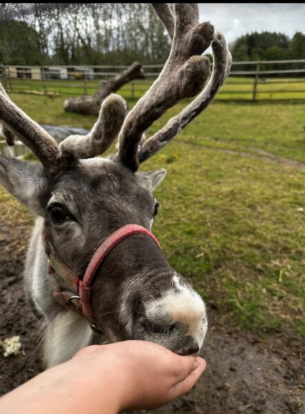 A reindeer stood outside in a grassy field being fed as a person holds their hand close to the reindeer's mouth.